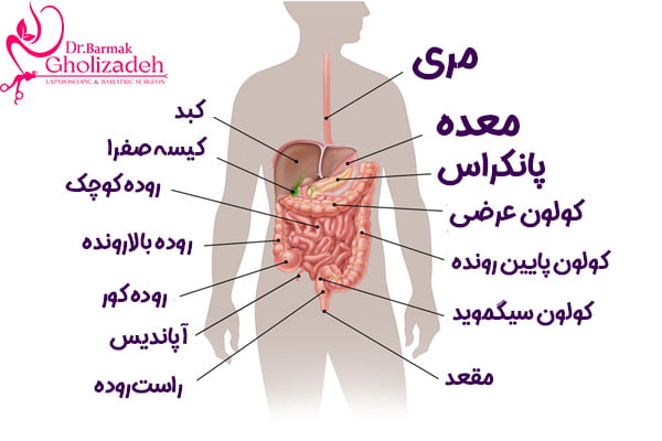 دستگاه گوارش